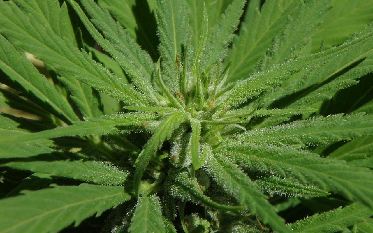 cannabis plant