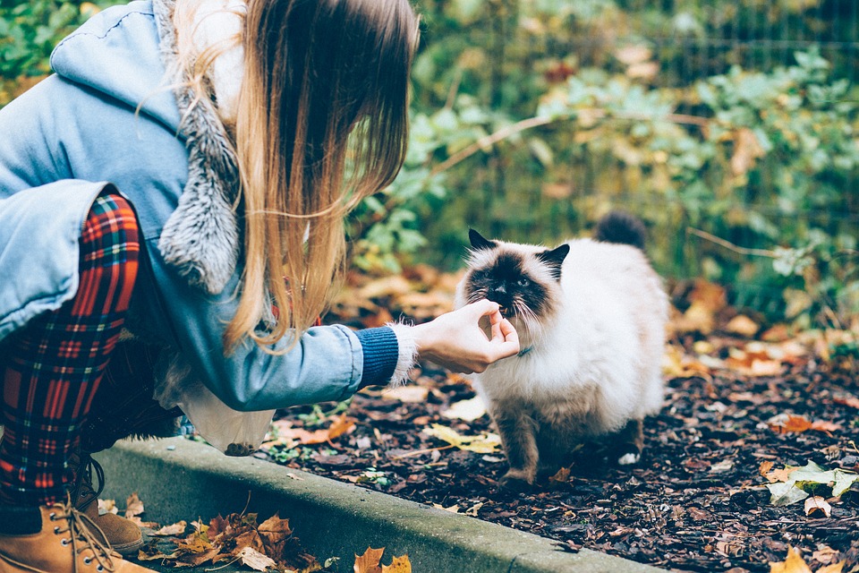 feeding a kitten