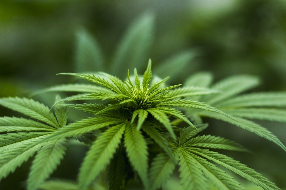 hemp plants