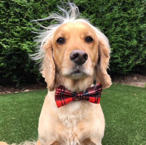 dog bow tie
