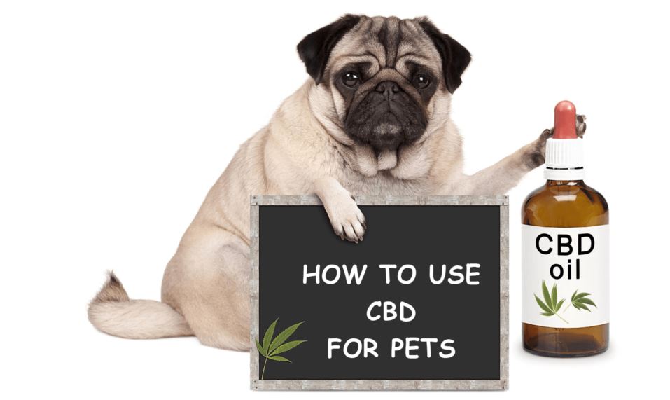 CBD for pets