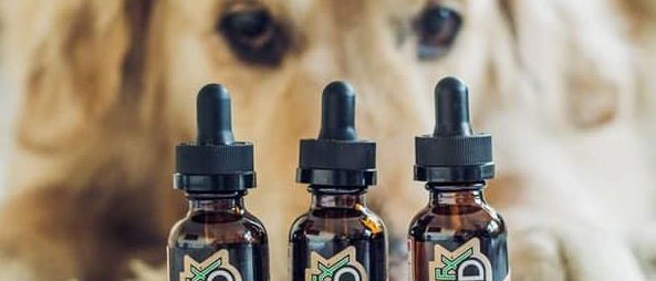 CBD for pets CBD for dogs