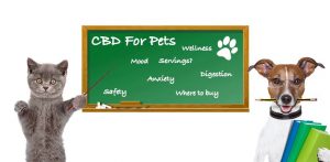CBD for pets
